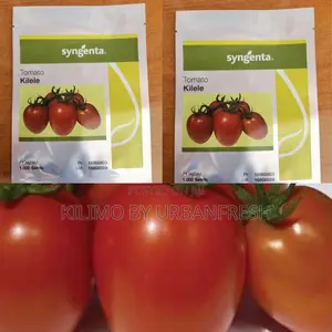 Kilele F1 Tomato Seeds (2500 Seeds)