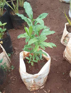 Elgon Teak Tree Seedling