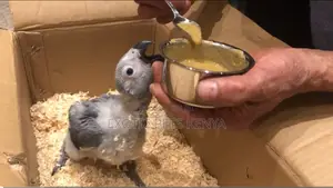 We Hand-Raise Young Birds