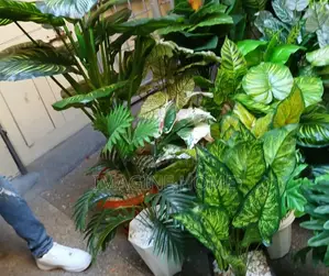 Artificial Plants Different Colors