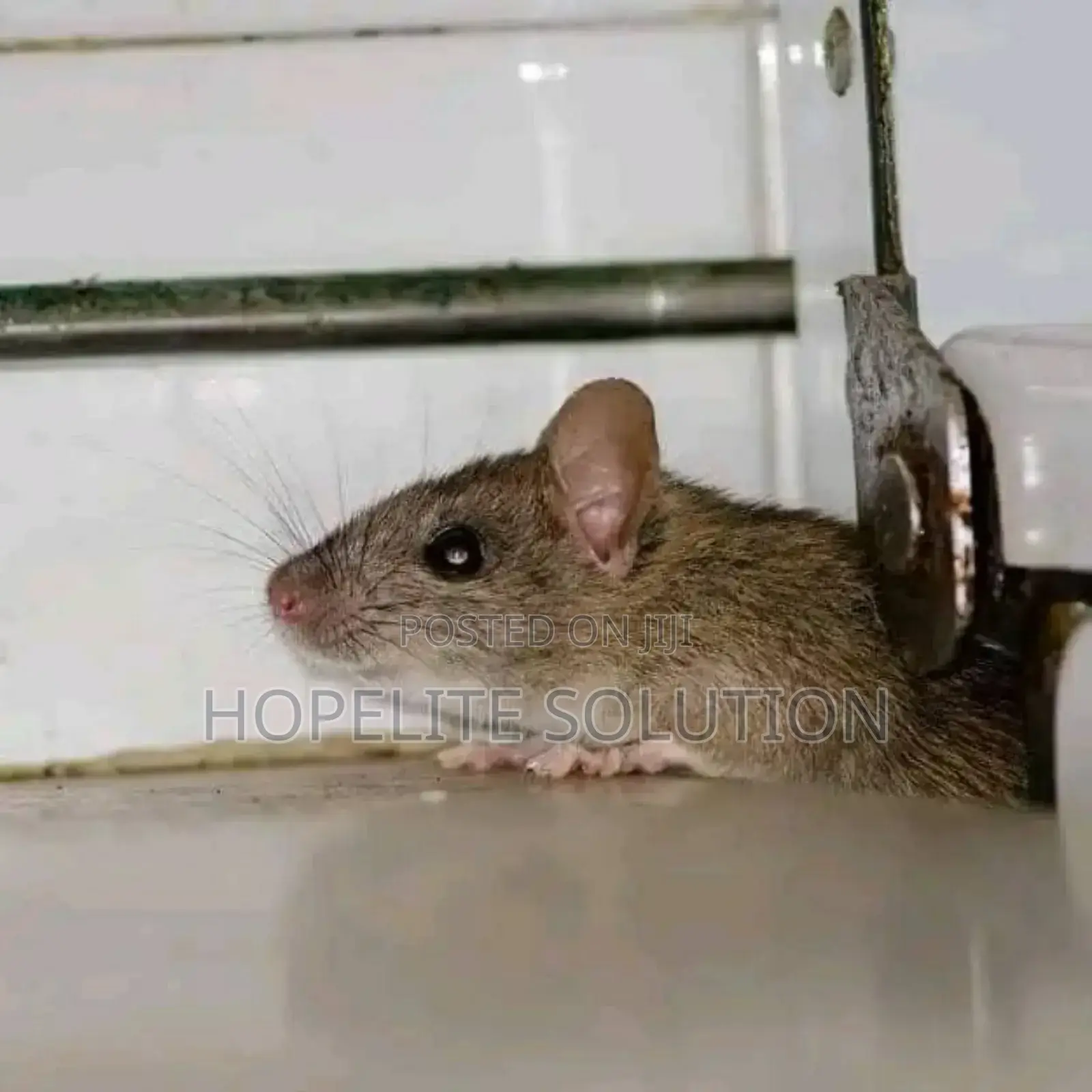 Rodents Pest Control