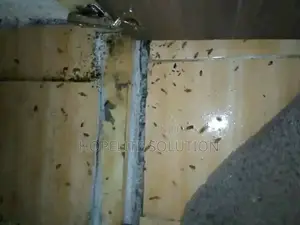 Cockroaches Extermination