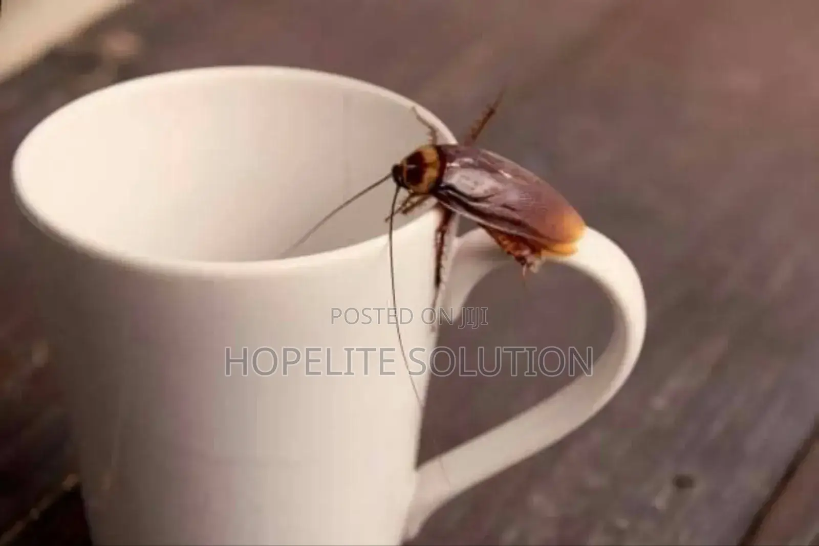 Stubborn Cockroaches Fumigation