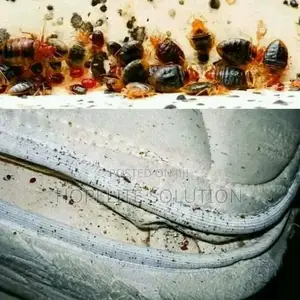 Deadly Bedbugs Fumigation