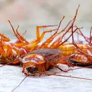 Deadly Cockroaches Extermination Service