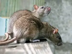 Rats and Mouse Pest Control Services