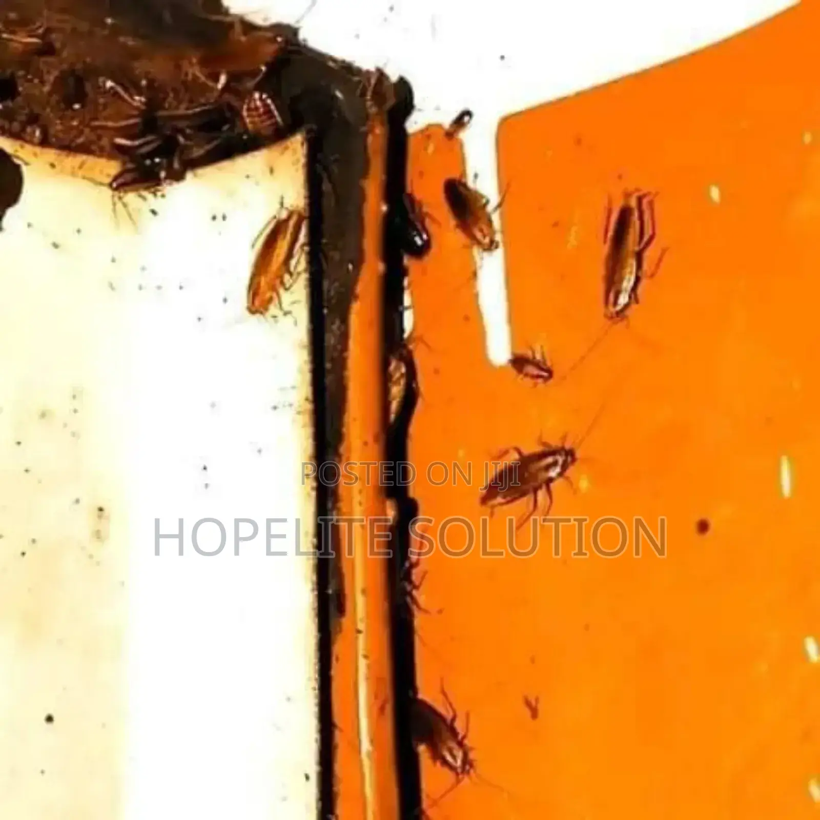 Destructive Cockroaches Extermination