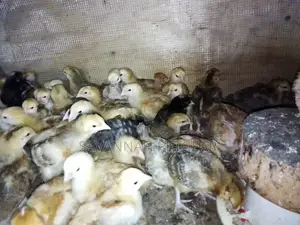 Naked Neck Tanbro 3 Week Old Chicks