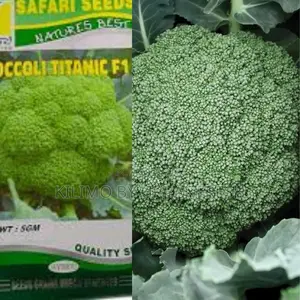 Brocolli Montop F1 Seeds (2500seeds)