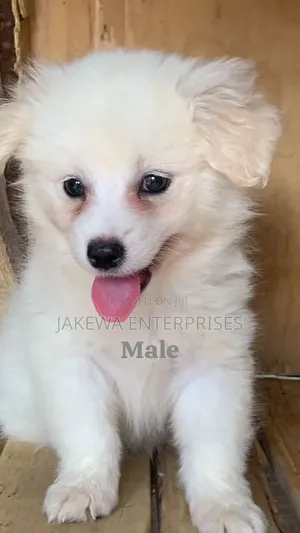 1-3 months Male Purebred Havanese