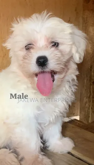 1-3 months Male Purebred Havanese