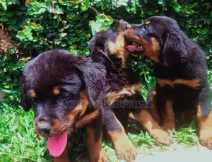 1-3 months Male Purebred Rottweiler