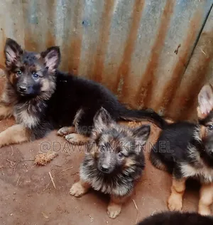 1-3 months Female Purebred German Shepherd