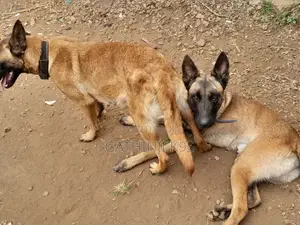 6-12 months Male Purebred Belgian Malinois