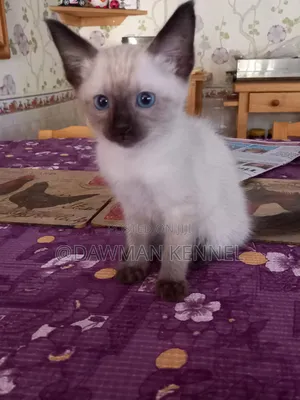 1-3 months Female Purebred Siamese