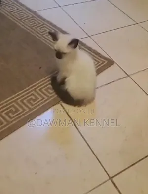 1-3 months Female Purebred Siamese