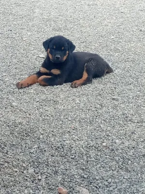 1-3 months Male Purebred Rottweiler