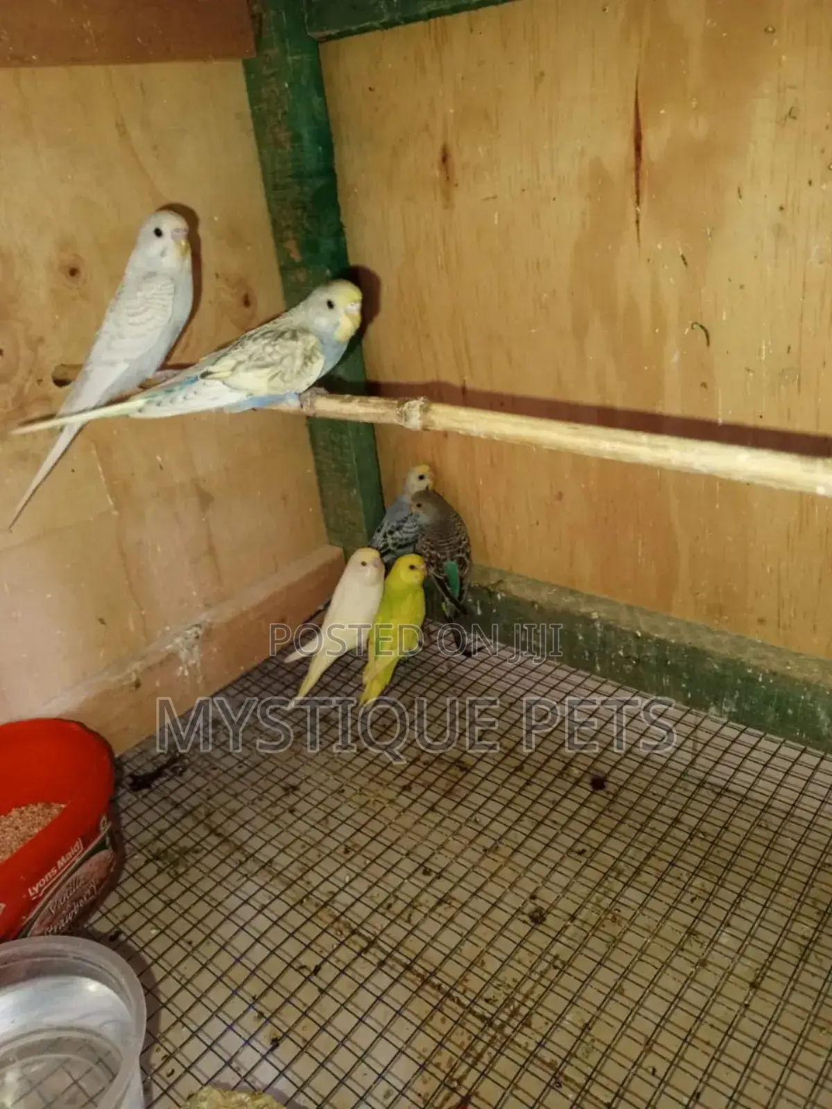 The Beauty Budgies