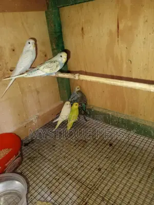 The Beauty Budgies
