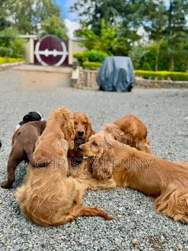 1-3 months Male Purebred Cocker Spaniel - thumbnail 10