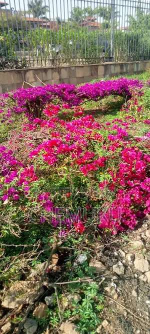 Land Scaping and Gardening Services