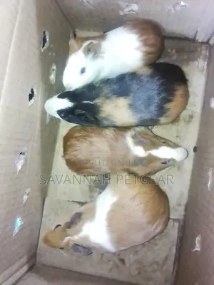 Guinea Pigs as Pets - Male and Female (Pair)