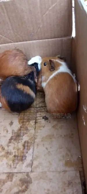 Guinea Pigs Mature Females As Pets Or For Breeding