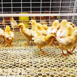 Plastic Poultry Mesh/Net (Aperture Size: 20.40mm X 20.40mm)