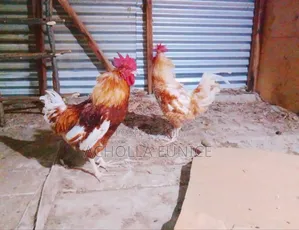 Improved Kienyeji Jogoos