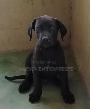 1-3 months Male Purebred Labrador Retriever