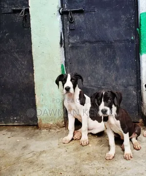 1-3 months Male Purebred Great Dane