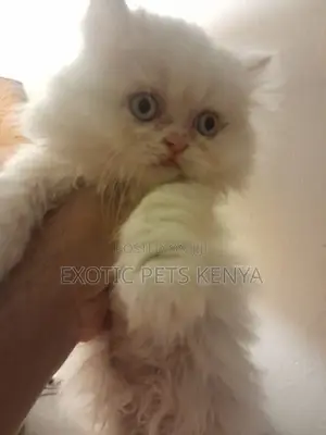 1-3 months Male Purebred Persian