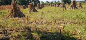 Plot for Sale in Chepkanga Eldoret