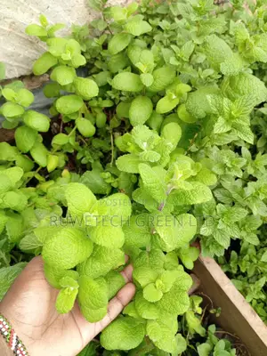 Apple Mint