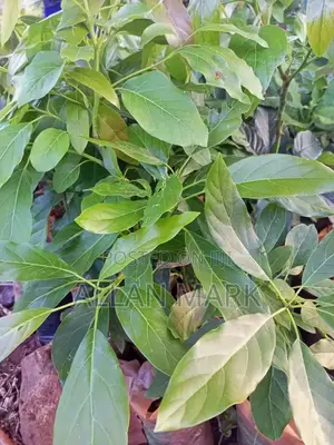 Quality And Affordable Fruit Seedling For Sale