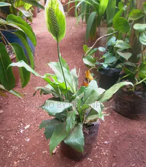Peace Lily Flower Plant.