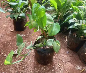 Money Plant Flower Plant.
