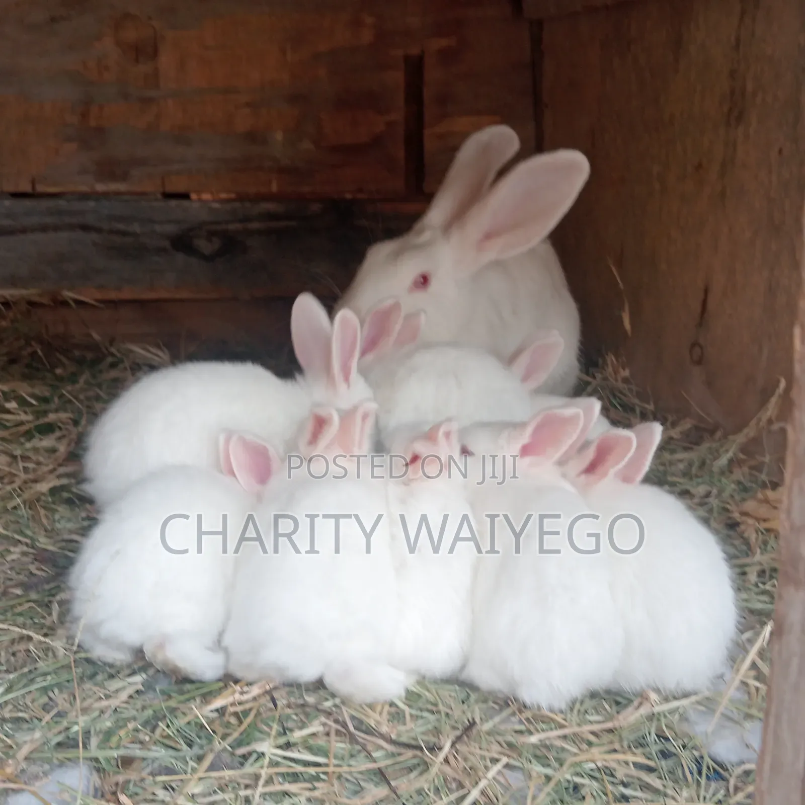 Quality Rabbits
