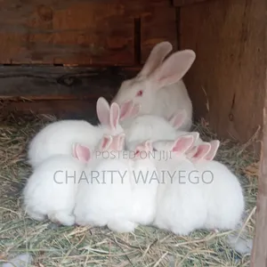 Quality Rabbits