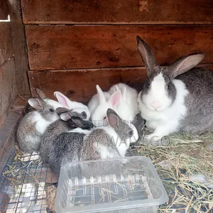 Quality Rabbits