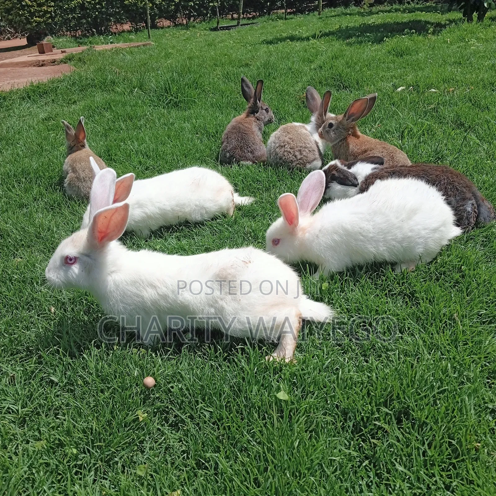 Quality Rabbits