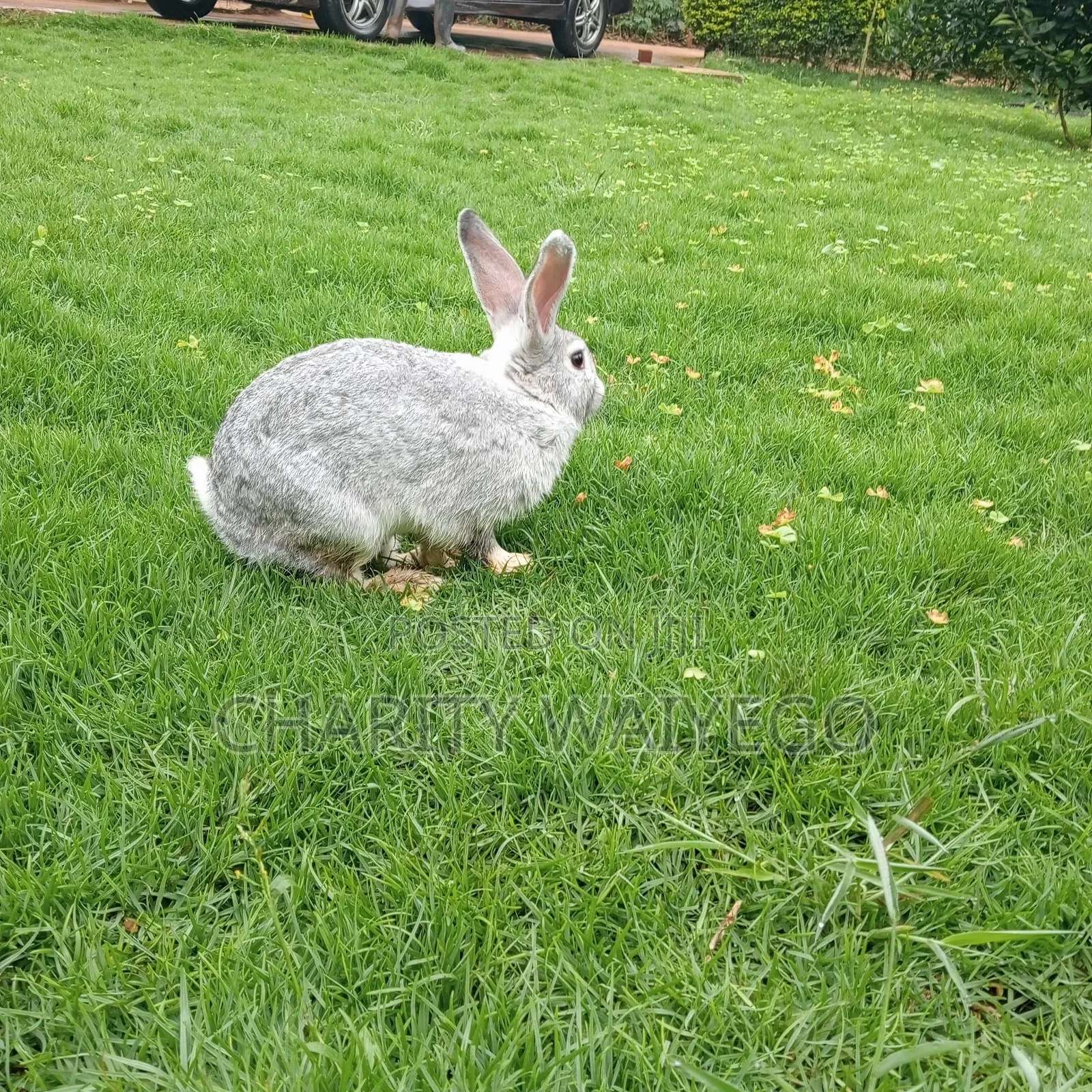 Quality Rabbits
