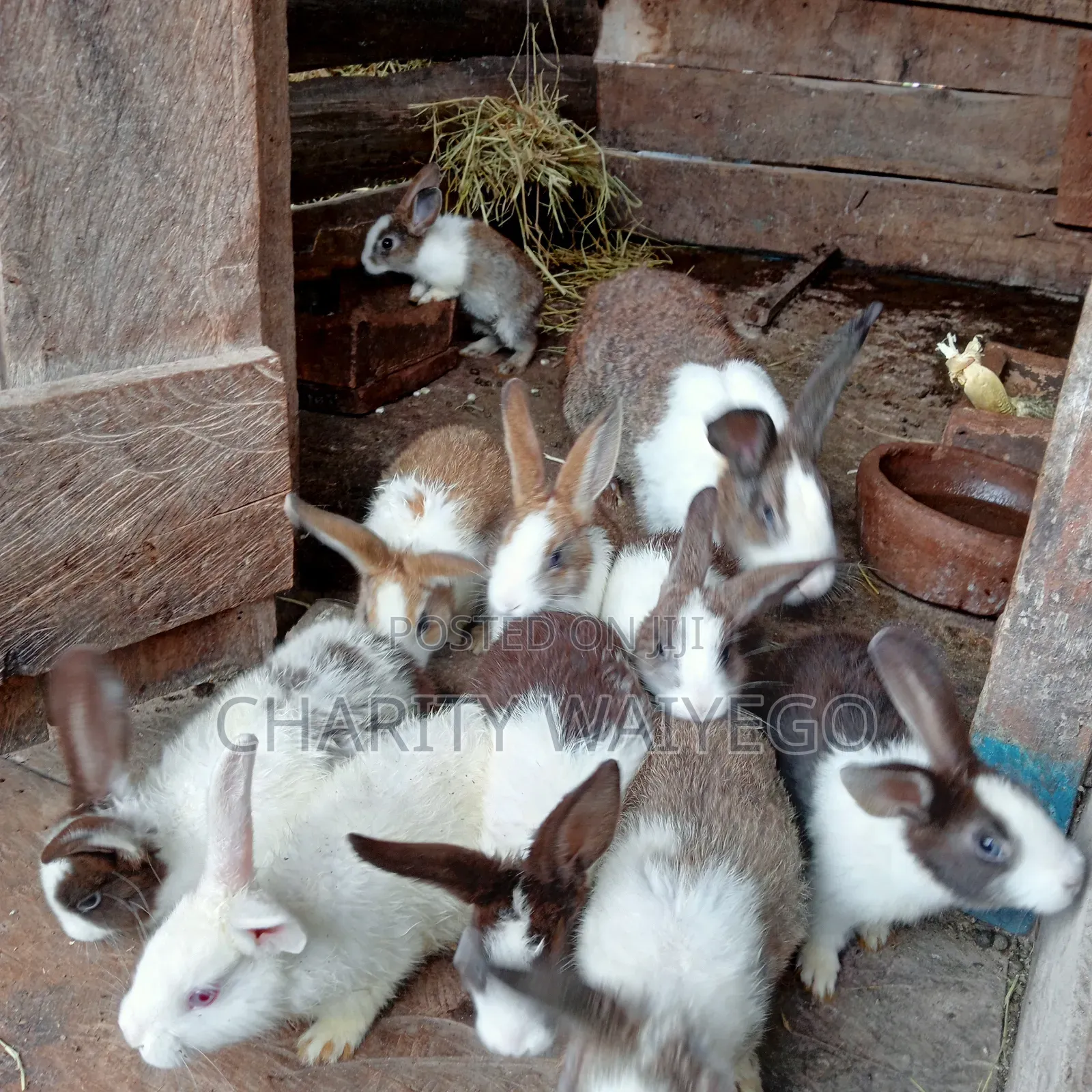 Quality Rabbits