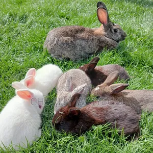 Quality Rabbits