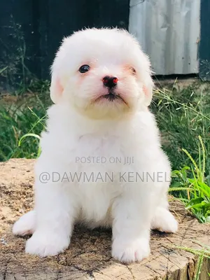 1-3 months Male Purebred Havanese