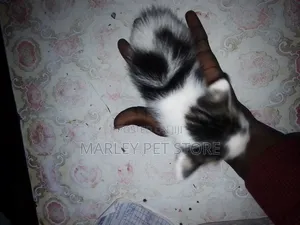 1-3 months Female Mixed Breed American Shorthair