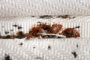 One Call Away - Fumigation Services