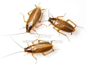 Cockroaches Killers in Town