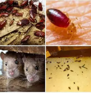 General Pests Fumigation Services Solution
