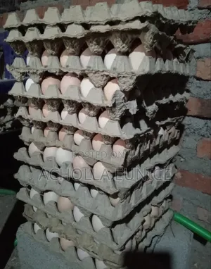 Improved Kienyeji Fertilized Eggs Available